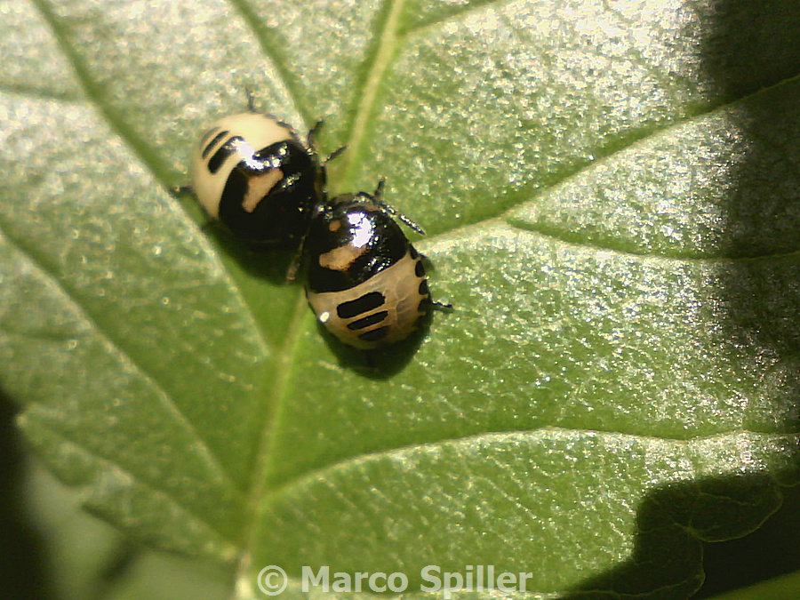 Ninfe di Tritomegus bicolor